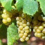 raisins-chardonnay-pour-vin-blanc-croissance-dans-vignoble-dans-region-bourgogne-france_1147-76